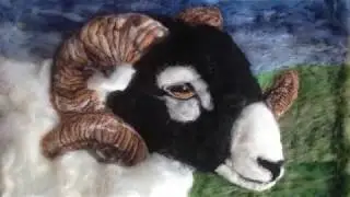 Swaledale sheep timelapse