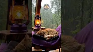 Sleep Better Tonight: Gentle Purring & Calming Cat Sounds for Relaxation 💤