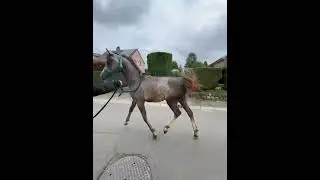 Cheval &agrave; vendre - Poulain pur sang arabe  - equirodi.be