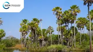 Cross-border Protected Areas in the Pantanal-Chaco region