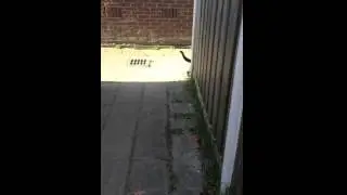 Indy the Russian blue cat fighting on the streets of Holland. FUNNY CAT FIGHT!!!