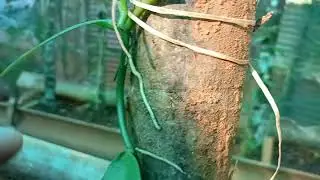ভেনিলা পুলি যত্ন লোৱা পদ্ধতি Vanilla plant take care process