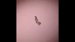 Identify this bug for me