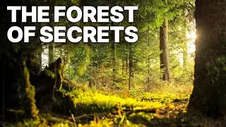 The Forest of Secrets | Place of Great Legends | Nature Documentary