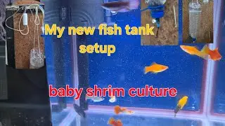 My new fish tank setup // baby sharim culture