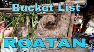 Best Roatan cruise excursion - Bodden Fun-n-Sun tour | Monkeys and Sloths!
