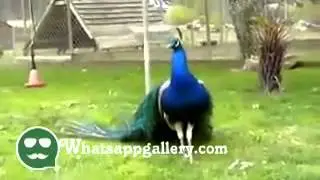 whatsapp funny videos good morning video
