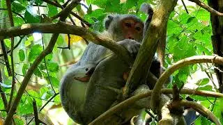 Jane hide on the top tree, she escape from Janet, Janna get take care from mom and get full milk