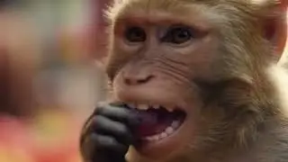 Monkey Shopping