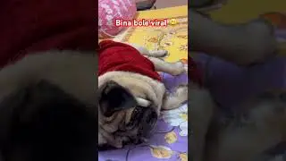 Bina Bhauke Viral 😂😜😁 #shorts #funny #memes #comedy #love #pug #pets #dog #youtubeshorts #viral