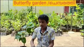 butterfly garden/ചെമ്പരത്തി