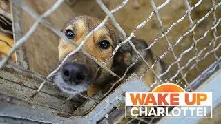 Charlotte animal shelter at capacity, adoptions urgently needed