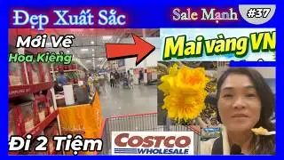 Đón tết ồ ạt: Costco Hàng mới, Sale rẻ - Mai vàng + Hoa kiểng Đẹp xuất sắc #37