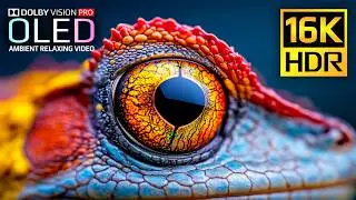 Epic 16K 120fps Video | BEST HDR Nature Dolby Vision | OLED Showcase | 4K Video • 8K Ultra HD TV