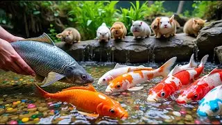 Satisfying Catch Colorful Aquarium Fish In Small Pond, Pingpong Pearl Fish, Baby Turtle, Ranchu Fish