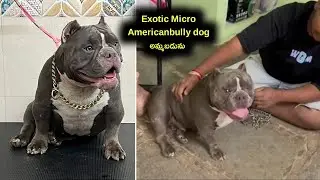 top quality Americanbully dog for sale in telugu/63051 33425 /aj pets