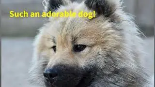 Such an Adorable Dog!!!
