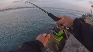 Jetty Fishing N. oceanside Jetty | Croaker| Opaleye | Sargo | Skulpin