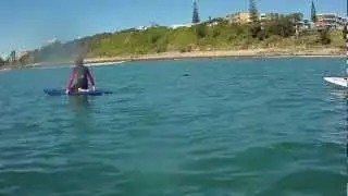 Alex the Seal at Alex Headland