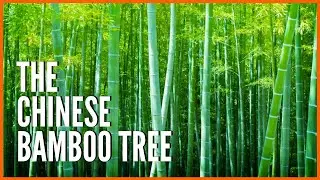 The Chinese Bamboo Tree | Les Brown