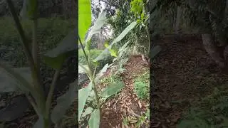 My farm after rain storm