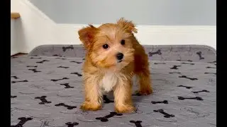 Yorkie Male Gold Dust Rare! Wht. Chest 4sale in Marietta GA Tcupsandtoypups.com 770-527-7295 #yorkie