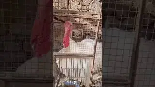 Turkish Murghi (Hen) #turkish #hen