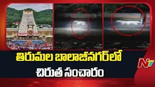 Leopard Spotted At Tirumala's Balaji Nagar | NTV Telugu