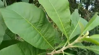 Fruta-de-Sabi&aacute;/(Acnistus arborescens) (L.) Schltdl.[Leitura na Descri&ccedil;&atilde;o]#plantas