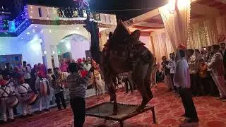 Rajasthani UuT ka dance