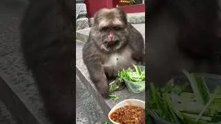 Tag Your Friends Who Love Cilantro#cute #funny #babymonkey
