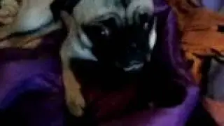 SNIFFING PUG