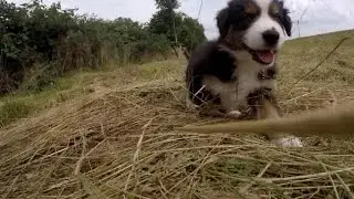 Australian Shepherd Puppies - 7 weeks - Skayes