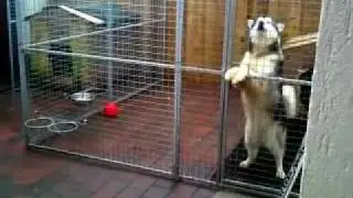 ALASKAN MALAMUTE HAVING A CONVERSATION WITH ME!!!
