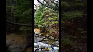 rain forest | dolby atmos&reg; | full hd 60fps | #dolbysound #nature #rain #forest #beauty #rocks