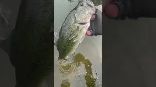 Flipping and pitching structure gill largemouth bass