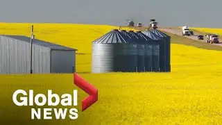 Clean fuel regulations driving up demand for canola, but can farmers keep up?