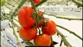 Broccoflower i pomidory importer hurtownia dostawca i eksporter