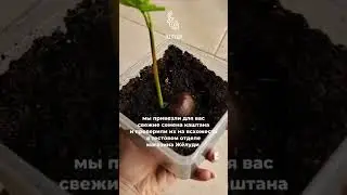 Каштан конский - красивое дерево для красивого сада