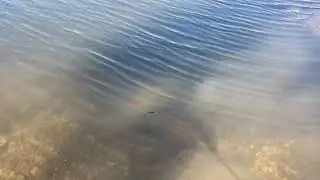 Stingray at Chain Valley Bay