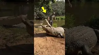 Deadly Croc, Gentle Gharial #fyp