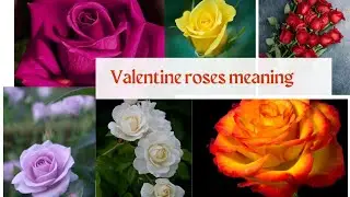 valentines roses meaning|rose day