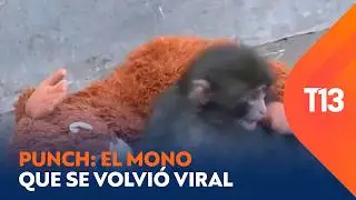 Punch: El mono hu&eacute;rfano que se volvi&oacute; viral