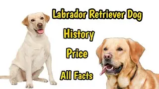 Labrador dog Facts in hindi || labrador dog price in india 2026 || loyal & intelligent dog breed