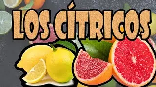 LOS CITRICOS - hesperidios