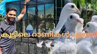 കൂട്ടിലെ റാണികൾ 🕊️എത്തി/ പെട്ട പ്രാവുകൾ🕊️🕊️❤️ / പറവകൾ#pigeon #video #highflyer #petshometvm 