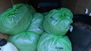 Leaf Removal Fall Clean Up 2023 - Oaks & Maples