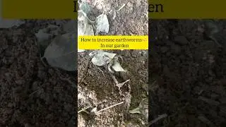 How to increase earthworms in our garden #earthworm#vermicompost