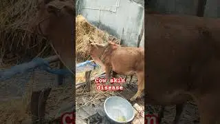 #cow skin disease#shortsfeed #subscribe #shortsviral #shorts #farming #animals #ytshorts #trending