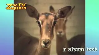 Zoo Safari - Impala - Rooibok - Aepyceros melampus - gazelle